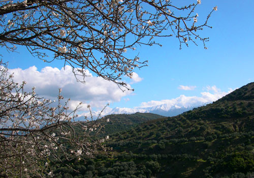 Crete walks: Almond blossoms with White mountains