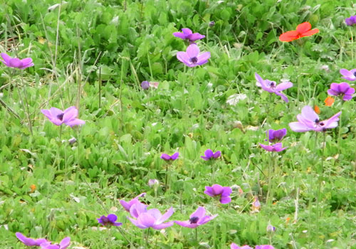 Crete walks: Anemone flowers in February