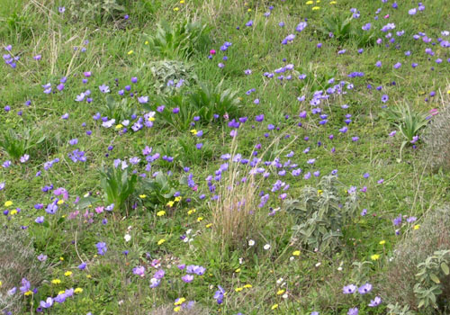 Crete walks: Cretan flowers in Aptera