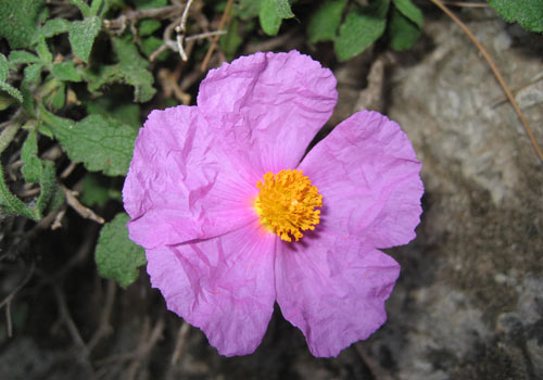 Crete walks: Cystus flower