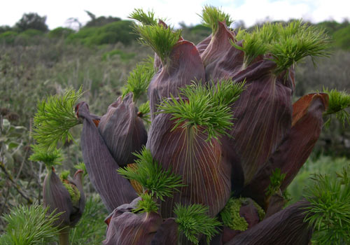 Crete walks: Decorative cretan plant