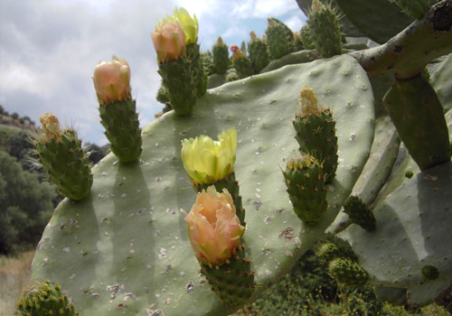 Crete walks: Flowering opuntia