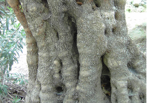 Crete walks: Old olive tree