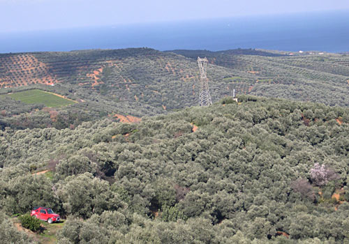 Crete walks: Olive groves west from Chania