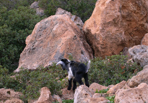 Crete walks: Very young cretan goat