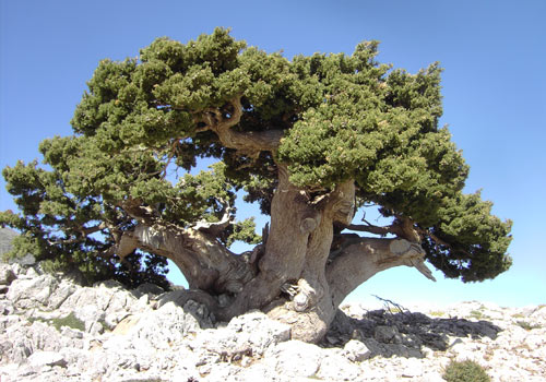 Wandern auf Kreta: Eine sehr alte Zypresse in den Bergen
