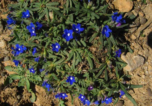 Wandern auf Kreta: Blühende Bodendecker im Lefka-Ori-Massiv