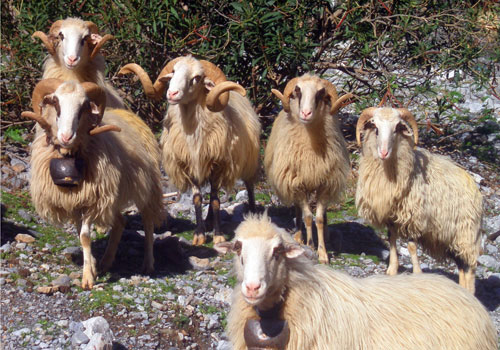 Wandern auf Kreta: Stolze griechische Schafe