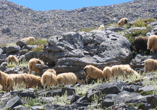 Wandern auf Kreta: Schafe weiden bei Katsivelli