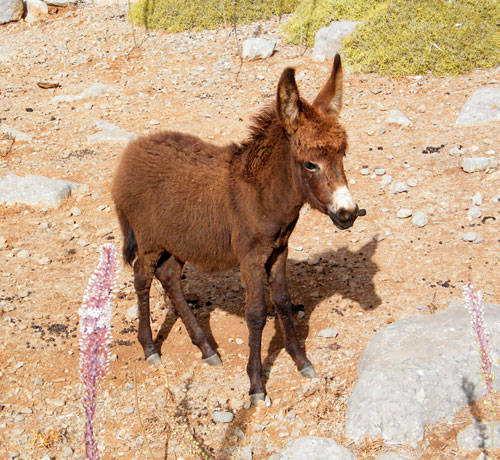 Wandern auf der Insel Karpathos: Eselchen bei Argoni