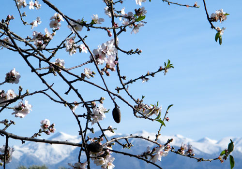 Randonnées en Crète: Amandiers en fleurs avec montagnes enneigès