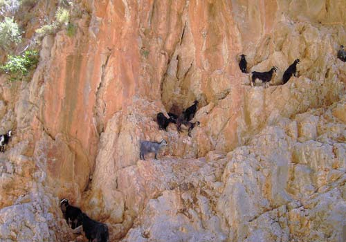 Randonnées en Crète: Chèvres dans la gorge d'Aradena