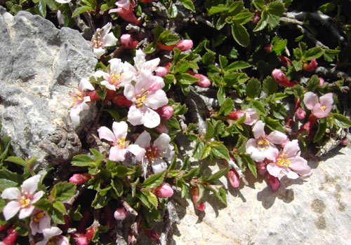 Randonnées en Crète: Fleurs dans les Montagnes Blanches