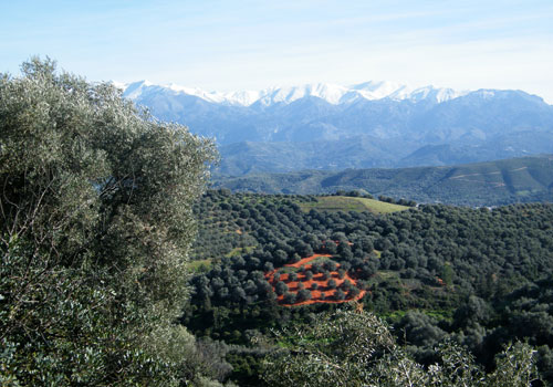 Randonnées en Crète: Oliveraies