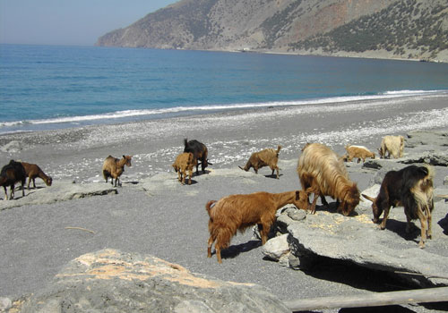 Randonnées en Crète: A la plage d'Agios Pavlos