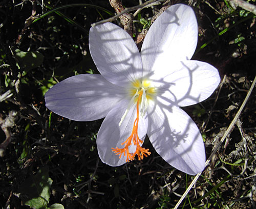 Randonnées sur l'île de Karpathos: Crocus au plateau d'Omalos